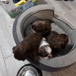 Shih Tzu Puppies from Whispering Winds Charmed Hollow
