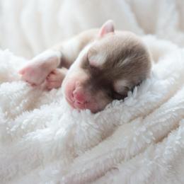 Biscuit - Red and white male Siberian Husky puppy in Bly, Oregon from Hill Top Huskies