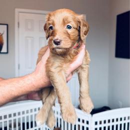Hot Pink - female Golden Mountain Doodle puppy in Leander, Texas from Olive Grove Doodles