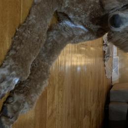 Ruby - Poodle