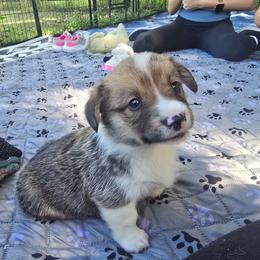 Gray Man - Sable and white male American Corgi puppy in Lithia, Florida from Diamondcrest Inc