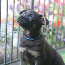Valor - Bi-color male German Shepherd puppy in Philippi, West Virginia from Vom Haus Highlands