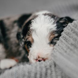 Bernedoodle, Cockapoo, and Goldendoodle Puppies from Danie’s Darling Doodles LLC