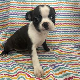 Dora - Black brindle and white female Boston Terrier puppy in Fillmore, Illinois from Wind Hill Puppies