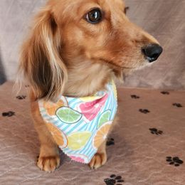 Peach - Dachshund