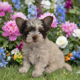 Aaron Samuels - Chocolate tan and white male Biewer Terrier puppy in El Paso, Texas from BabyCake Biewers