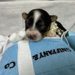 Pepper - Parti female Yorkshire Terrier puppy in Illinois from Pretty Little Yorkies