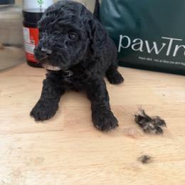 Washington - Black male Goldendoodle puppy in Cherry Tree, Pennsylvania from Plum Creek Acres Next Generation