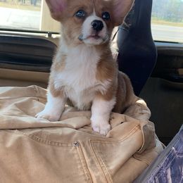 American Corgi and Pembroke Welsh Corgi Puppies from Sunray Ranch