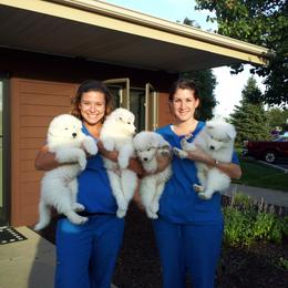 Samoyed Puppies from Alta Samoyeds