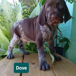 Dove - Liver roan female German Shorthaired Pointer puppy in Elberta, Alabama from Old Orchard Farm