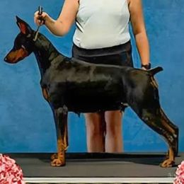 Amethyst - Doberman Pinscher