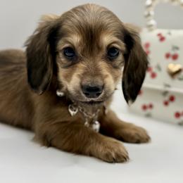 AKC Pink Girl - Cream female Dachshund puppy in Bartlesville, Oklahoma from OkieDokieDox