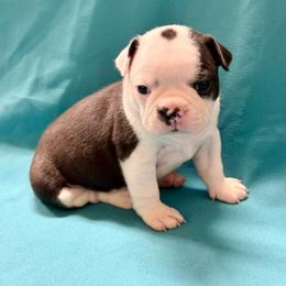 Harry - Black and white male Boston Terrier puppy in Kingsport, Tennessee from Dreamweaver Bostons