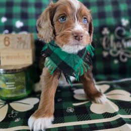 Laszlo - Red merle male Aussiedoodle puppy in Prescott Valley, Arizona from Ramirez Family Doodles