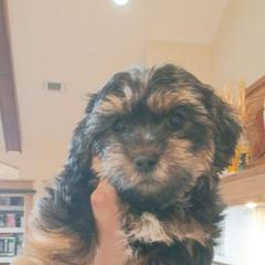 Blue baby boy - Black gold and white male Shorkie puppy in Chipley, Florida from Relentless Homestead