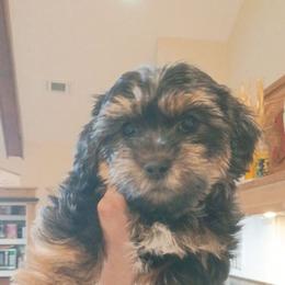 Blue baby boy - Black gold and white male Shorkie puppy in Chipley, Florida from Relentless Homestead