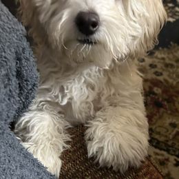 Evie - White female Maltipoo puppy in Lancaster, Kentucky from Dream Paws Puppies, LLC