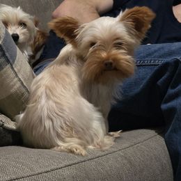 Persephone - Yorkshire Terrier