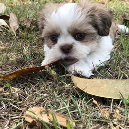 Junie - Liver and white female Shih Tzu puppy in Milton, Florida from Shih tzu adventures of Santa Rosa Florida