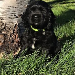 Cocker Spaniel Puppies from North Country Cockers