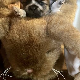 Shih Tzu Puppies from Amanda's Shih Tzu