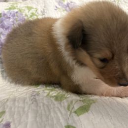 Lady - Sable female Collie puppy in Abilene, Texas from Regal Lassie's