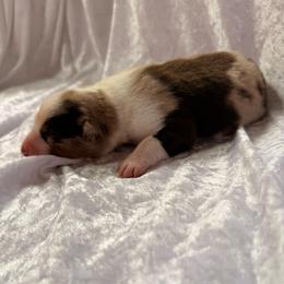 Pecan - Red merle male Australian Shepherd puppy in Mount Vernon, Texas from RJ's Aussie Posse