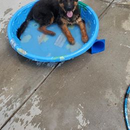 German Shepherd Puppies from Shield Kennels LLC