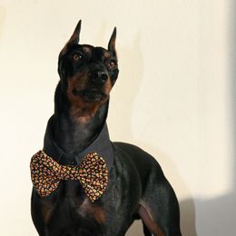 Manchester Terrier All Grown Up from JetCity Manchester Terriers