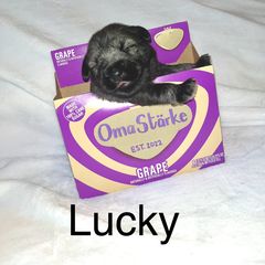 Standard Schnauzer Puppies from OmaStarke Standard Schnauzers