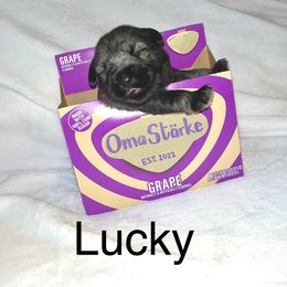 Standard Schnauzer Puppies from OmaStarke Standard Schnauzers