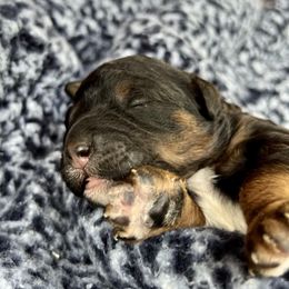 Goldendoodle and Poodle Puppies from SnickerDoodlePups