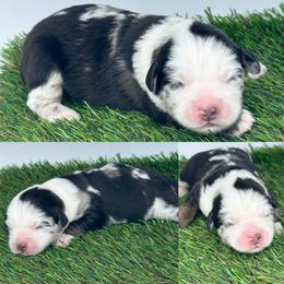 Blue Merle male 2 - Blue merle male Miniature Australian Shepherd puppy in Brooker, Florida from Honey, I Shrunk the Aussies