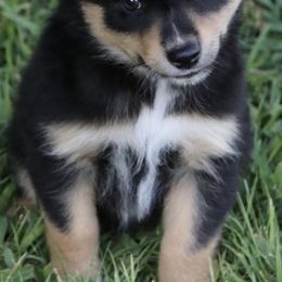 Miniature Australian Shepherds from Lakefront Acres