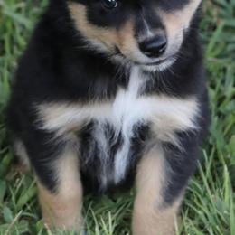 Miniature Australian Shepherds from Lakefront Acres