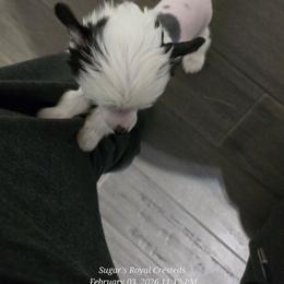 Prometheus - White and black male Chinese Crested puppy in San Antonio, Texas from Sugar's Royal Cresteds