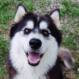 Nova - Siberian Husky