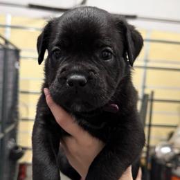 Cupid - Black female Cane Corso puppy in Utah from 3Lake Kennelz