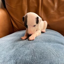 Amelia - Whippet puppy from Ivanhoe Borzoi