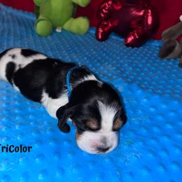 Basset Hound Puppies from Sammys Sweeties Bassets