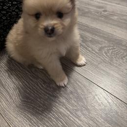 Pomeranian Puppies from Wickedly Cute Puppies