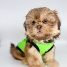 Collin - Liver Shih Tzu puppy in League City, Texas from Divine Pups