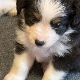 Boy 2 - Black tri male Toy Australian Shepherd puppy in Corydon, Indiana from Arbuckle’s Lookin Good Aussies (LGA)