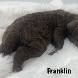 Boy 5 - Goldendoodle puppy in Franklin, Tennessee from Hey Doodle Doodle