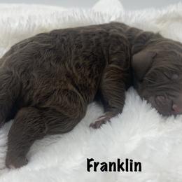 Boy 5 - Goldendoodle puppy in Franklin, Tennessee from Hey Doodle Doodle