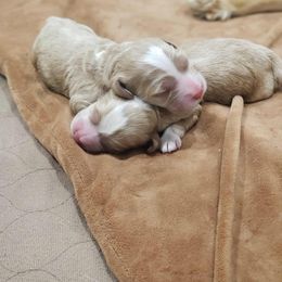 Boy 2 - Red and white male Cockapoo puppy in Howell, Michigan from Robbin's Treasures