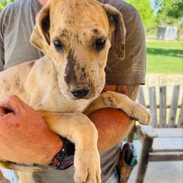 Brindle girl - Brindle Great Dane puppy in Devine, Texas from Texas Devine Danes & Aussies