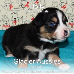 Holly - Black tri-color female Australian Shepherd puppy in Kila, Montana from Glacier Aussies