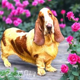 Pu'u O Hoku (Hill of Stars) - Red and white male Basset Hound puppy in Honolulu, Hawaii from Sun’Hawaii Basset Hound